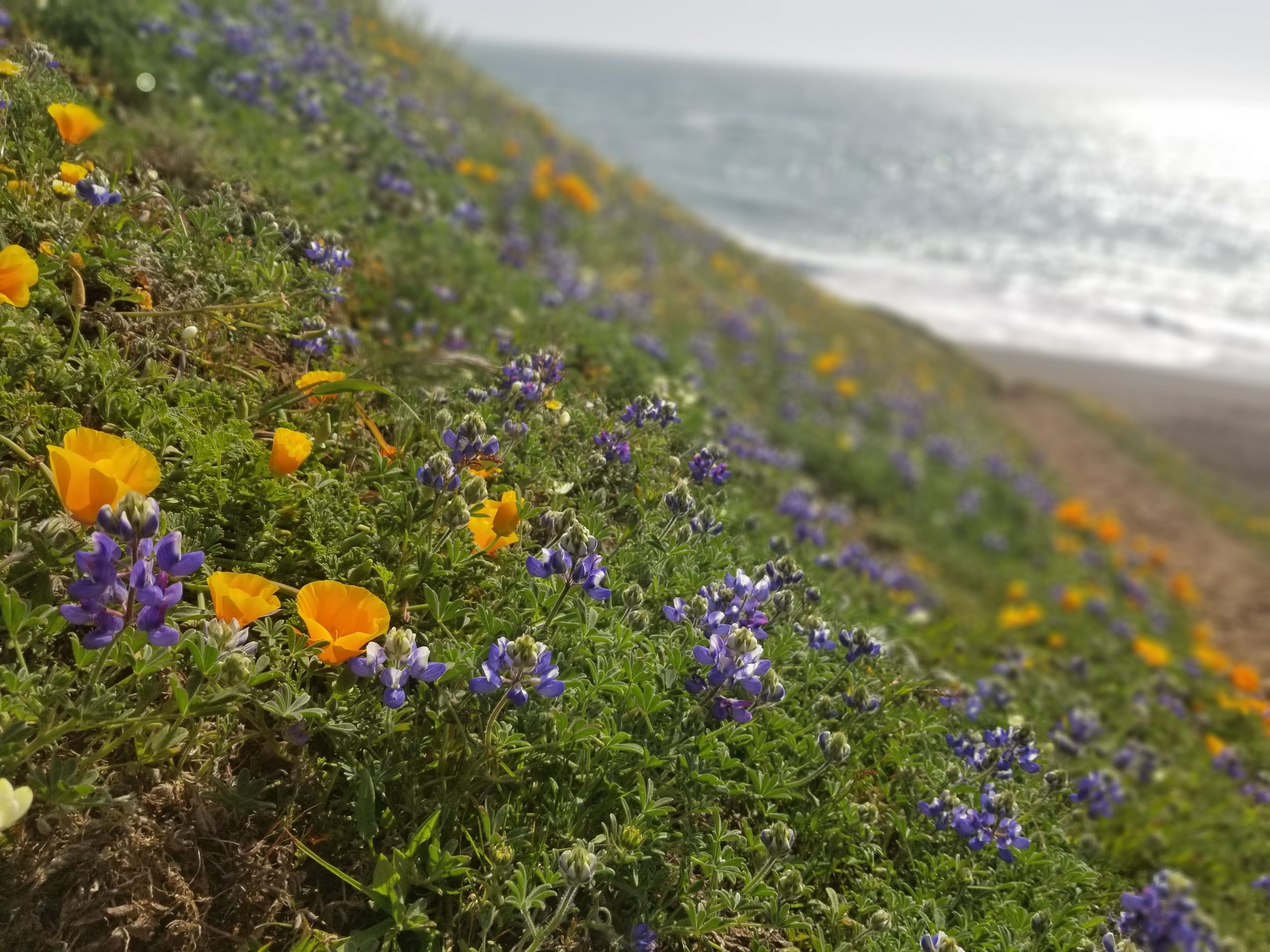 Poppies