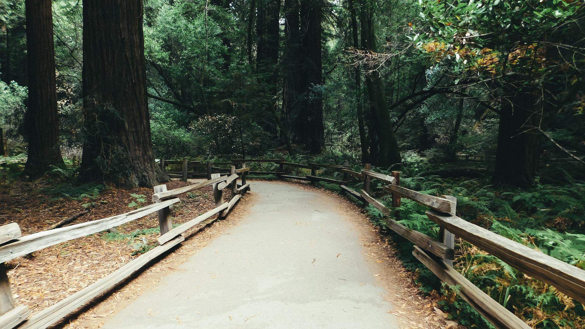 Muir Woods trail